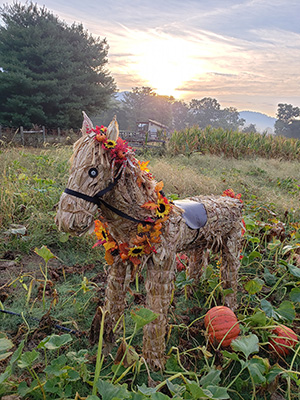 Penelope the horse in a pumpkin patch
